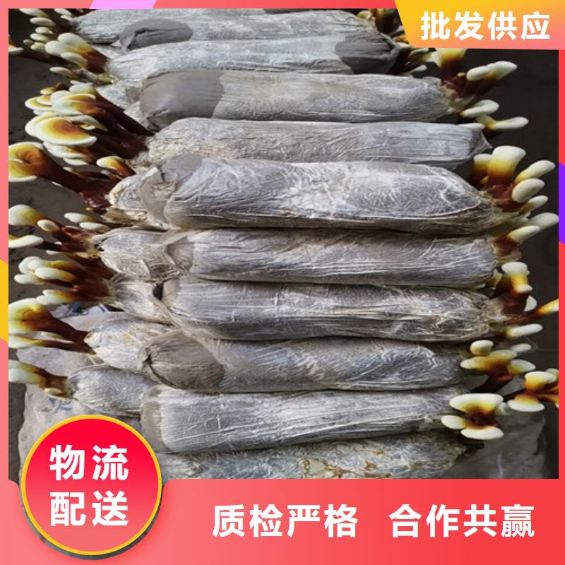 南京质优价廉的
灵芝超微粉供货商