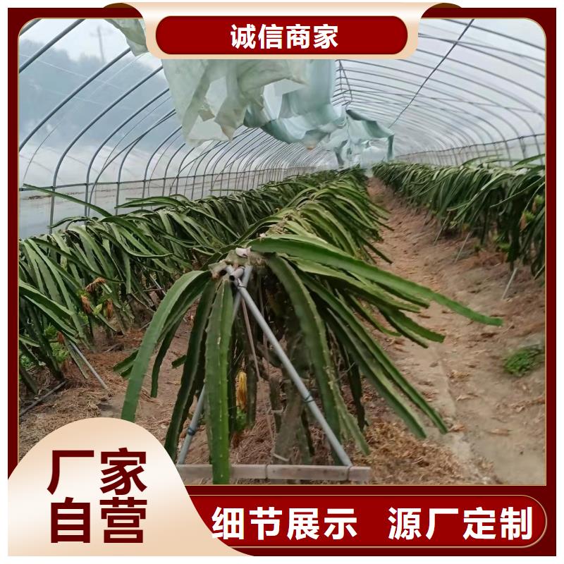 扬州蔬菜种植大棚全国发货
