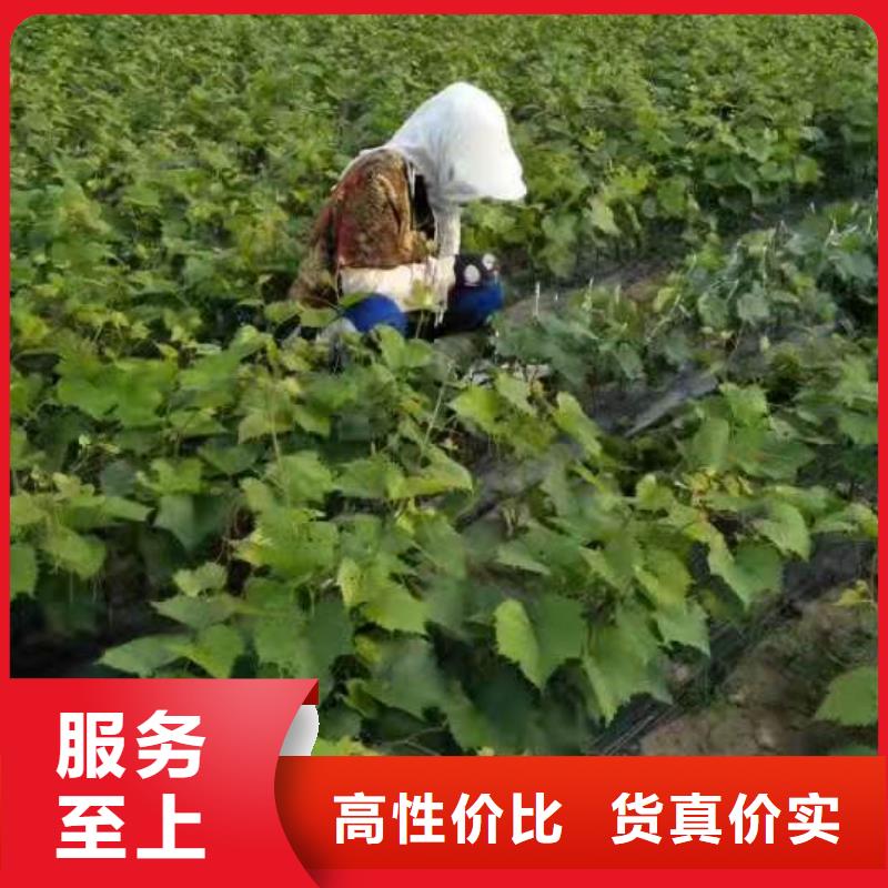 舟山中国红玫瑰葡萄苗品质保证
