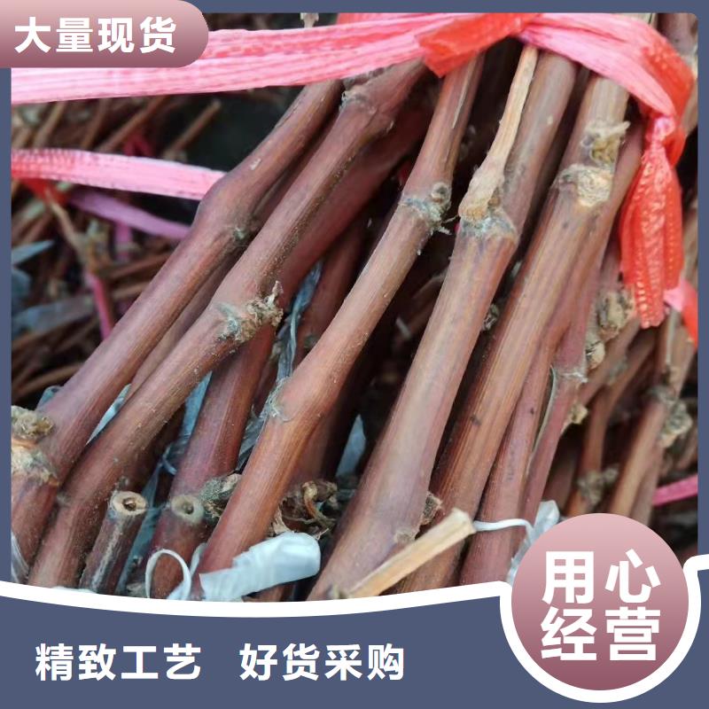 河北中国红玫瑰葡萄苗2022新品种