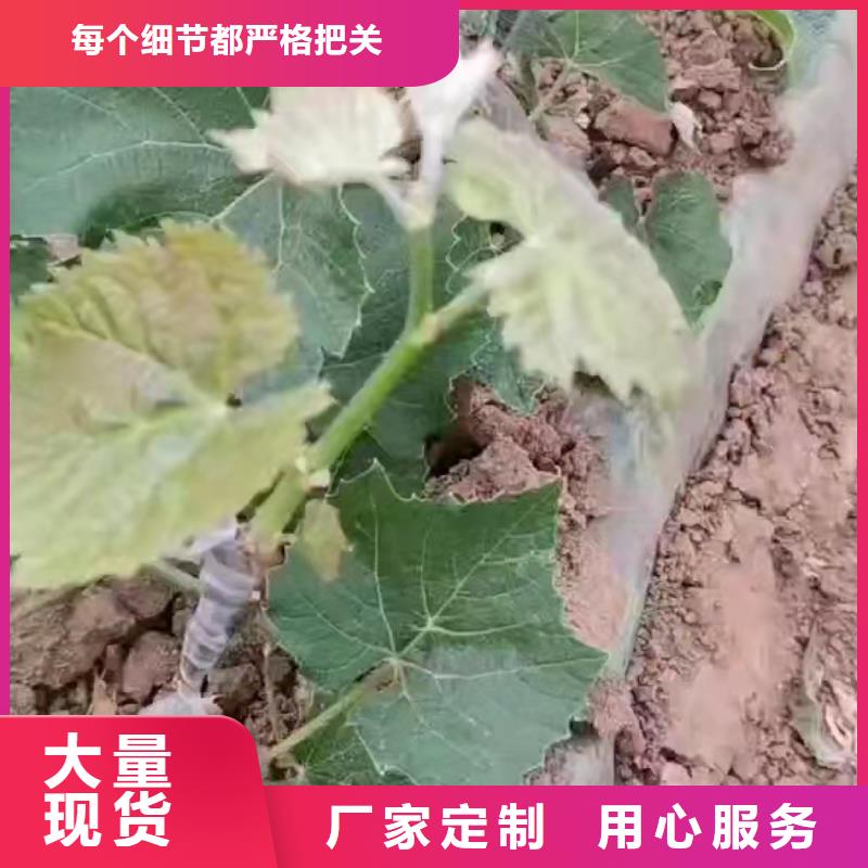 广州秋黑葡萄苗销售价格