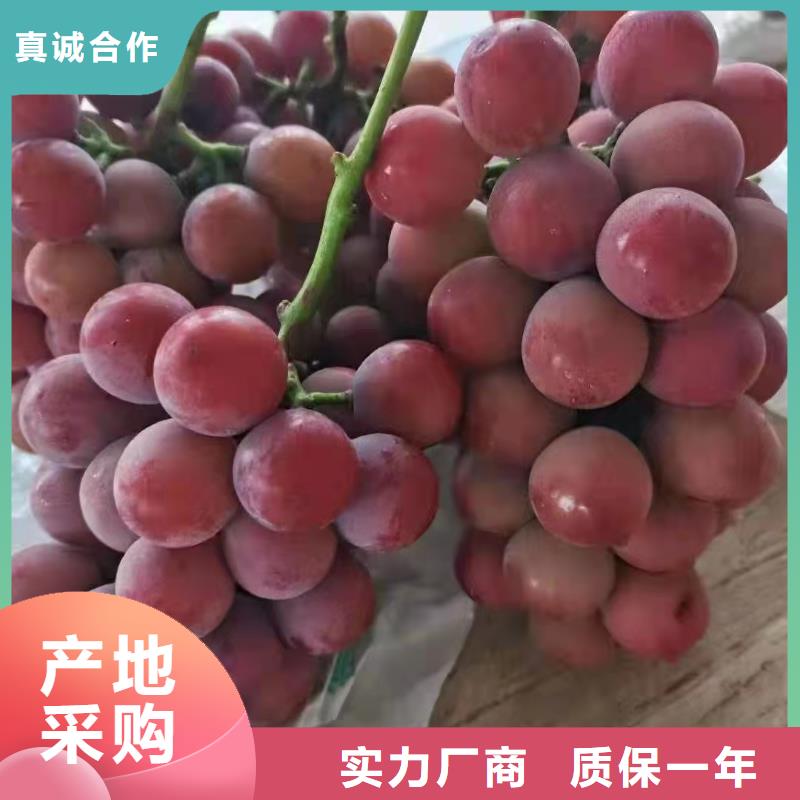 重庆妮娜皇后葡萄苗种植方法与技术