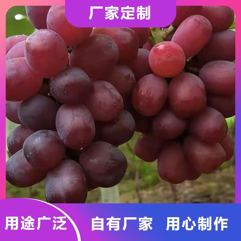 广东阳光十三葡萄苗种植基地