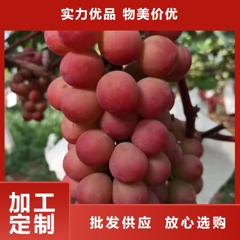海西中国红玫瑰葡萄苗批发价格