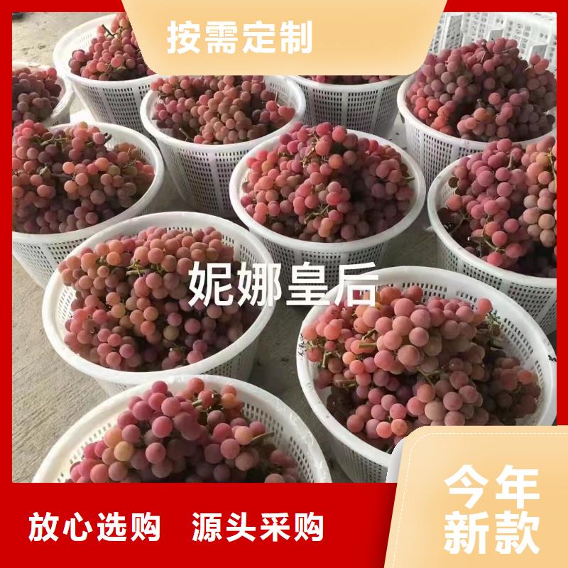 重庆茉莉香葡萄苗2022新品种