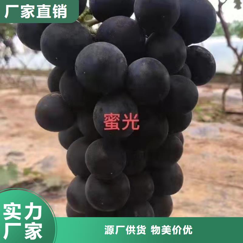 台州茉莉香葡萄苗多少钱一颗