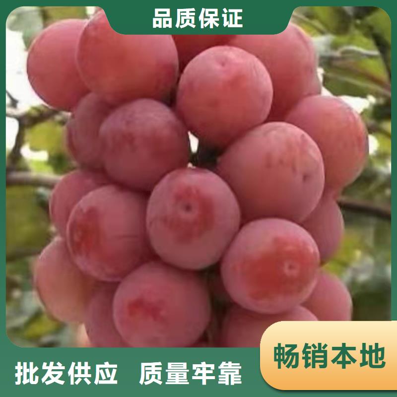 绥化中国红玫瑰葡萄苗2022新品种