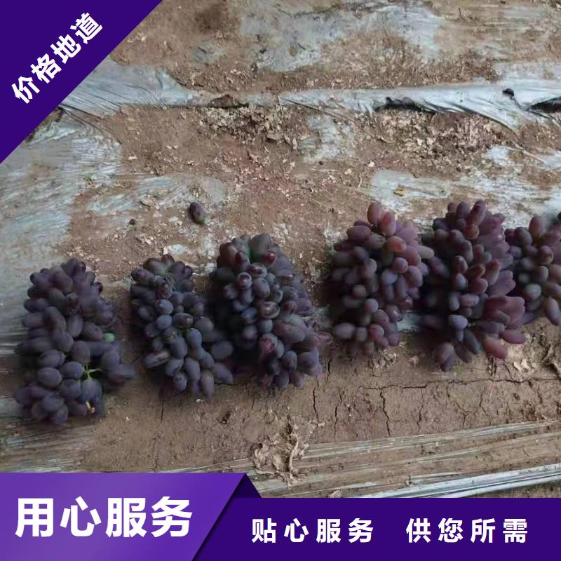 烟台中国红玫瑰葡萄苗品种纯正