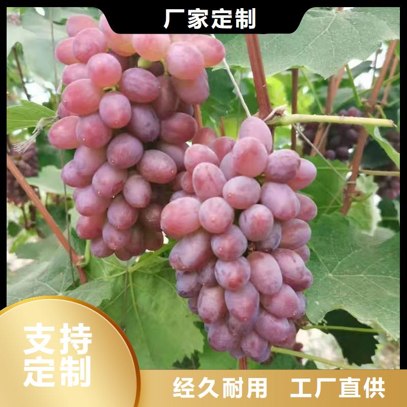 台州浪漫红颜葡萄苗种植方法与技术