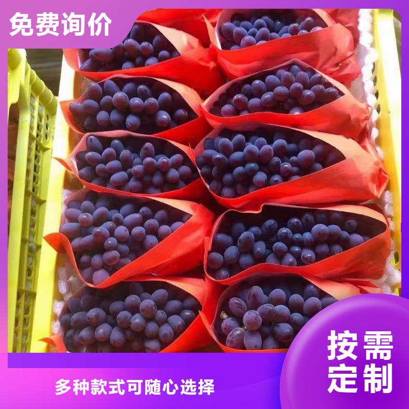 台州茉莉香葡萄苗品种纯正