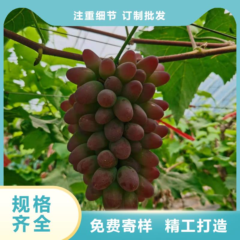 重庆夏黑葡萄苗种植基地