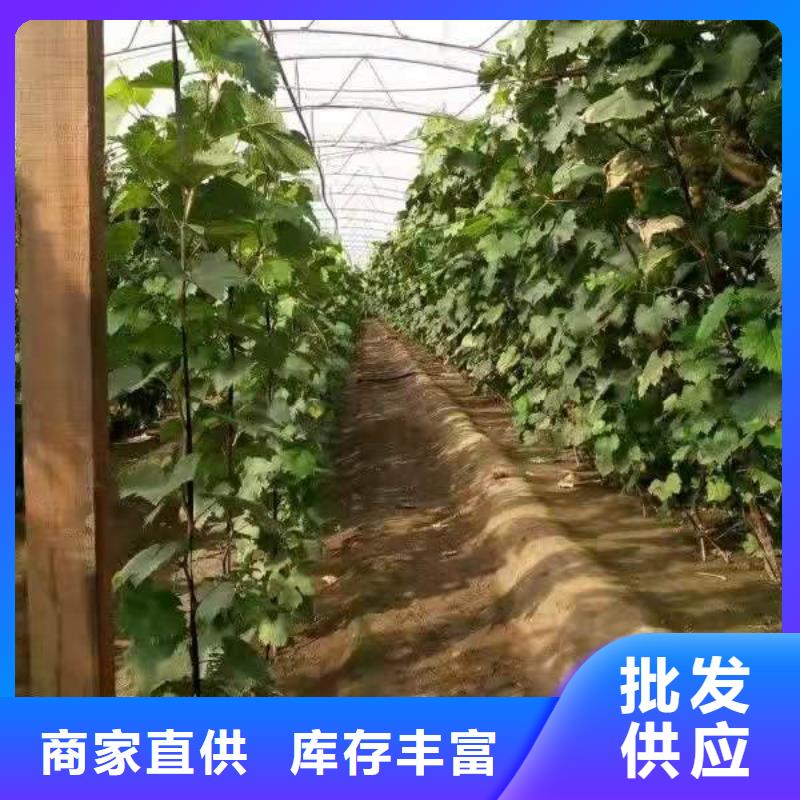 邯郸中国红玫瑰葡萄苗种植基地