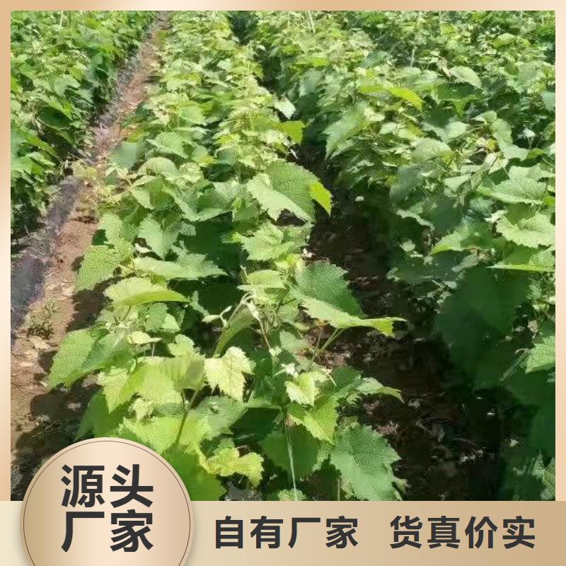 梅州中国红玫瑰葡萄苗货真价实