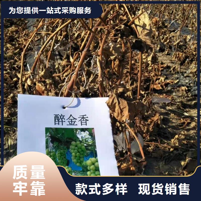 鹤壁中国红玫瑰葡萄苗价格优惠