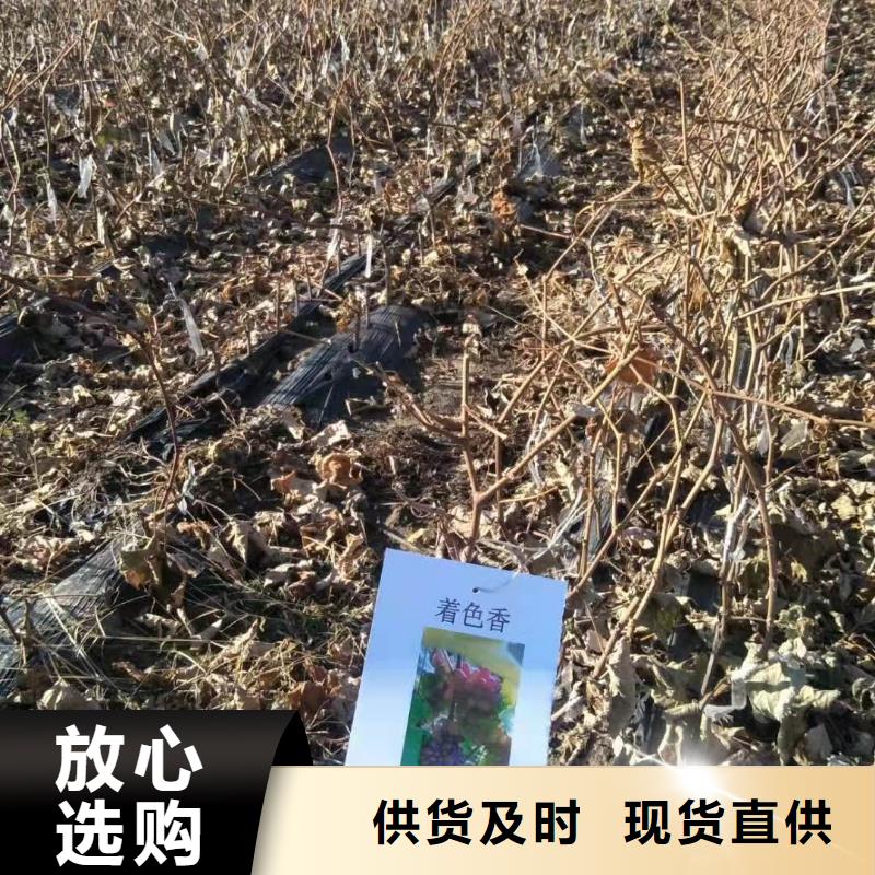 台州山葡萄苗种植基地