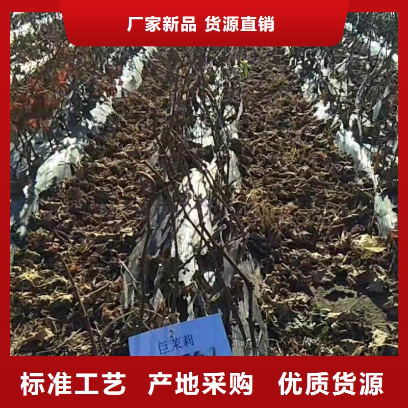 台州巨茉莉葡萄苗2022新品种