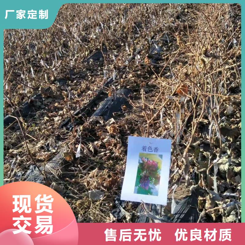 台州巨茉莉葡萄苗新品种