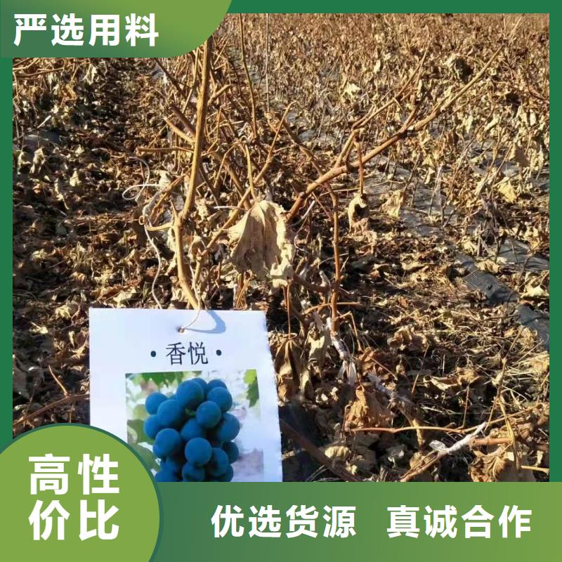 梅州阳光玫瑰葡萄苗2022新品种