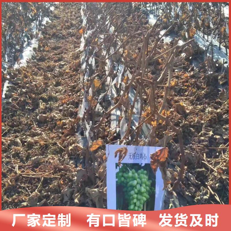 鹤壁中国红玫瑰葡萄苗货真价实