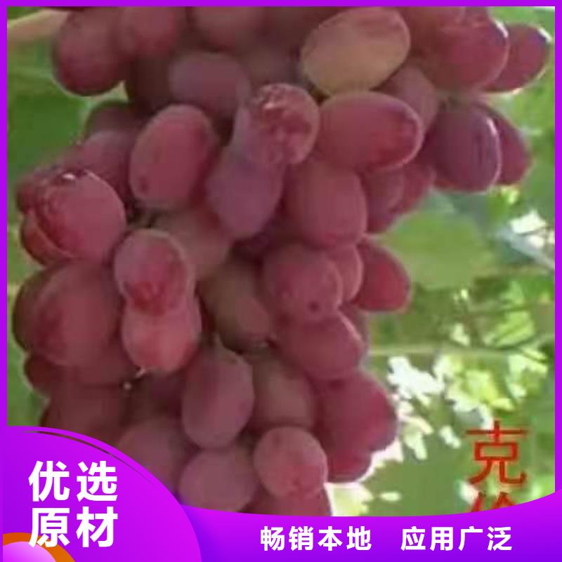 湖州中国红玫瑰葡萄苗量大从优