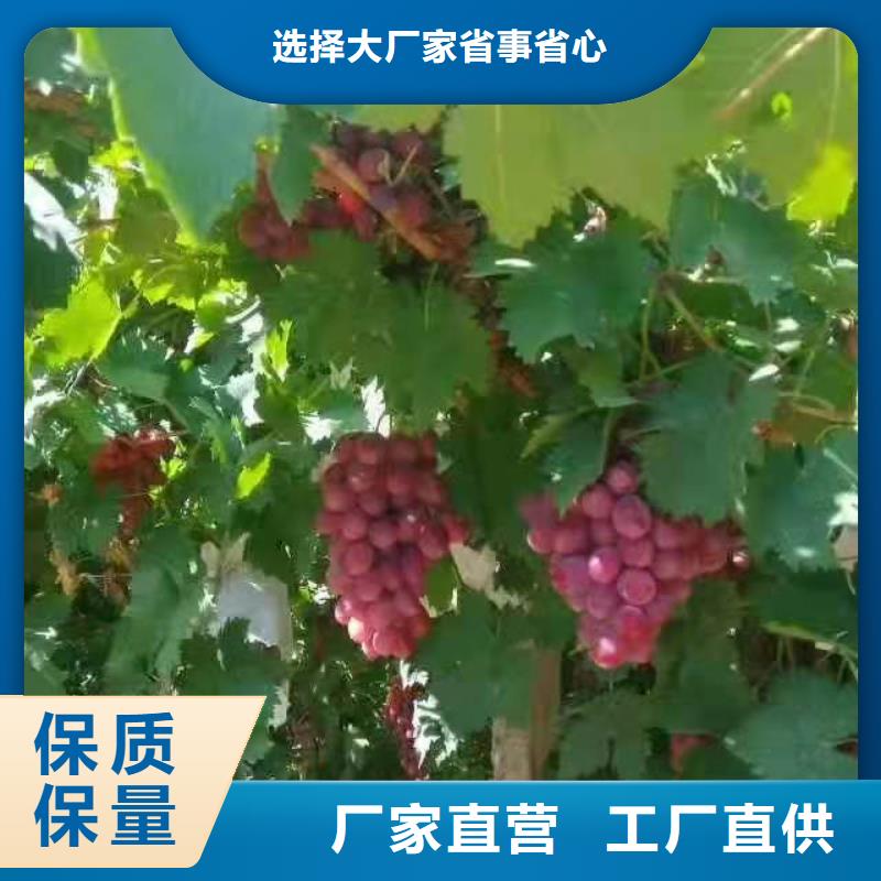 重庆山葡萄苗种植基地