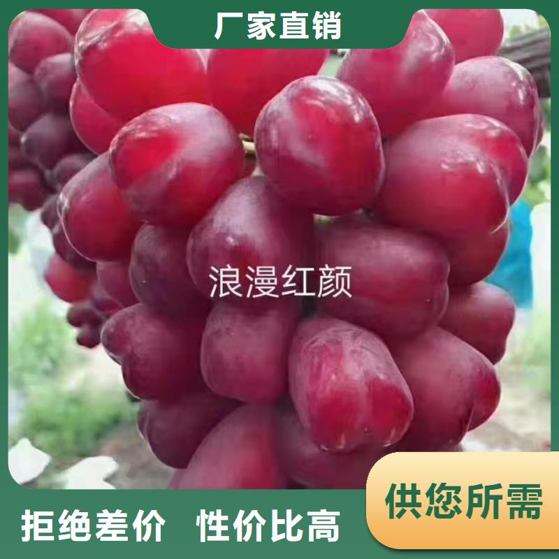 重庆山葡萄苗几月份种植好