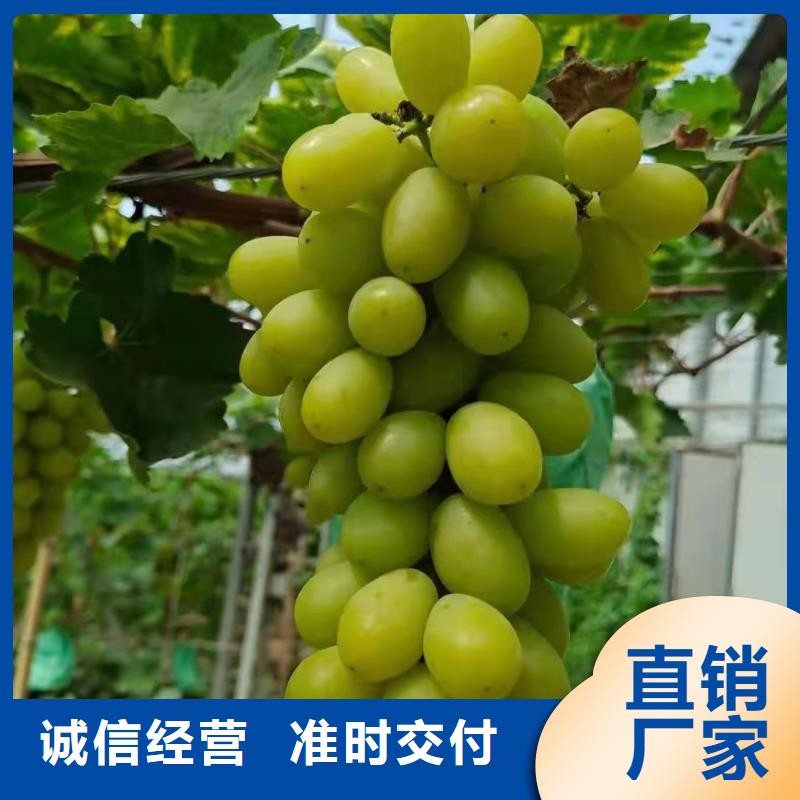 台州巨茉莉葡萄苗种植方法与技术