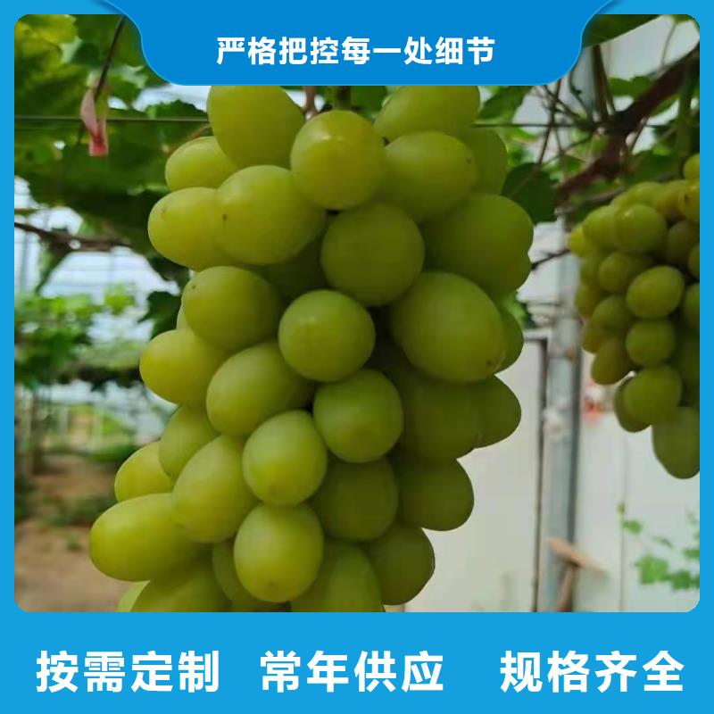 重庆茉莉香葡萄苗销售价格