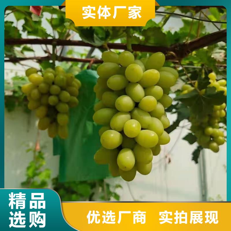 巴中中国红玫瑰葡萄苗品质保证