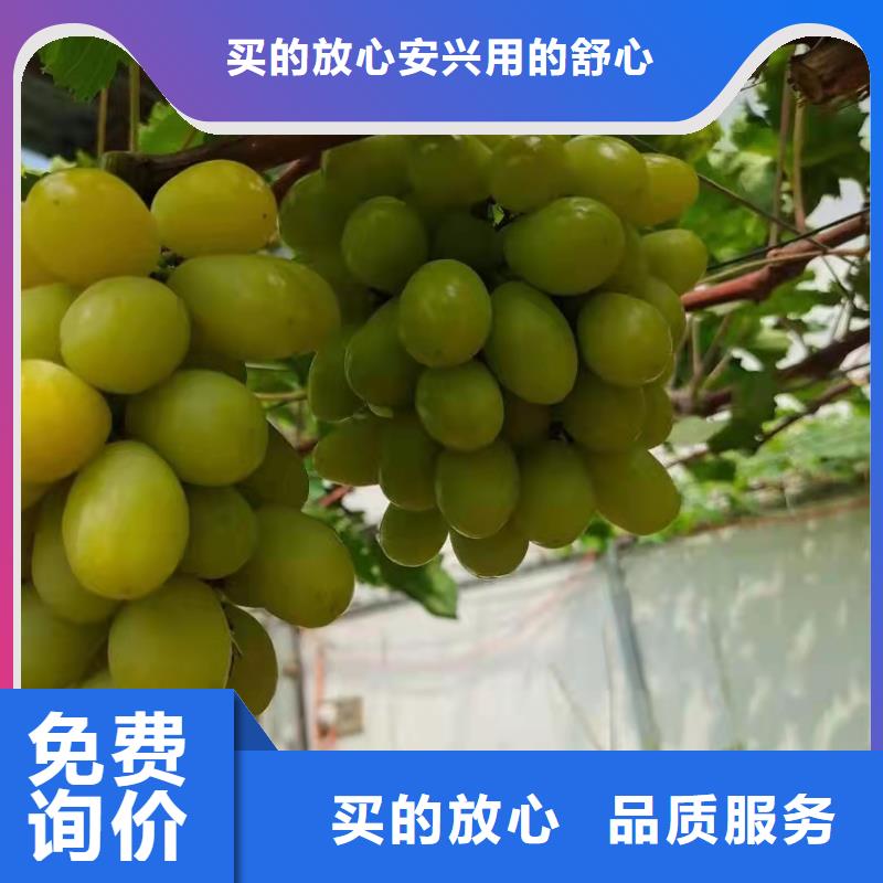 郑州茉莉香葡萄苗品种纯正