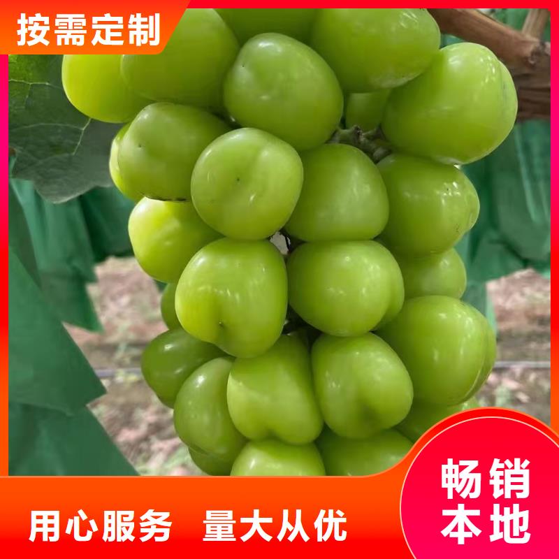 台州秋天清脆葡萄苗种植方法与技术