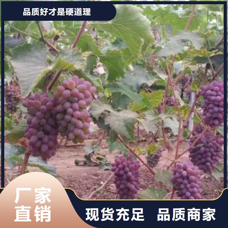 上海秋黑葡萄苗种植基地