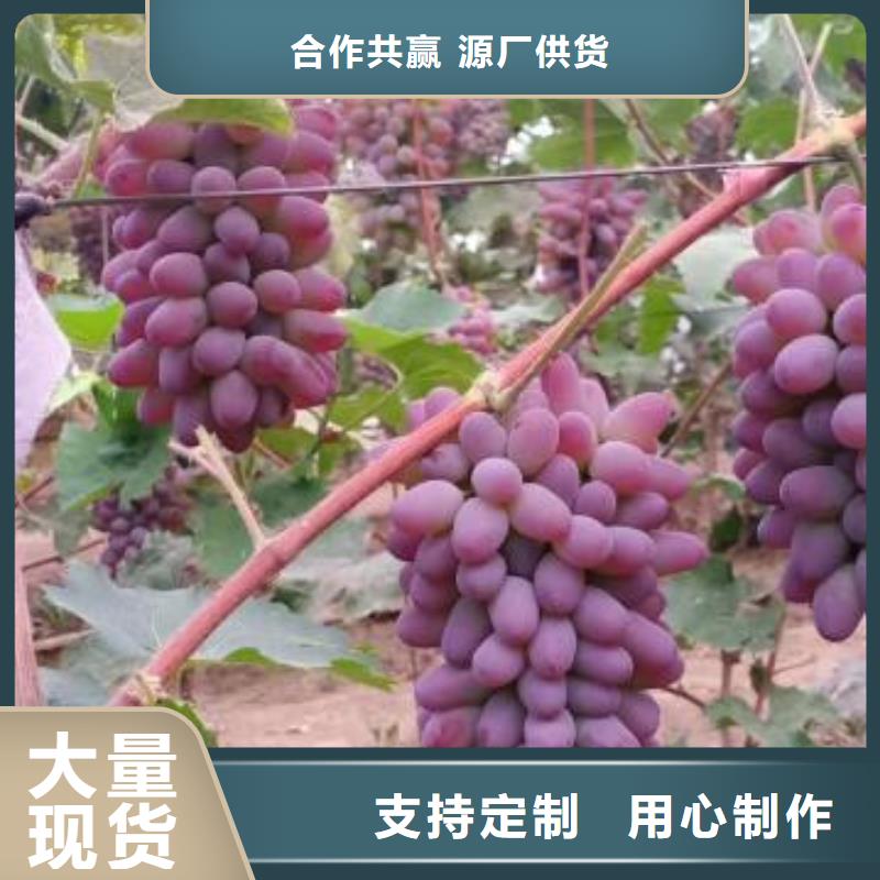 上海中国红玫瑰葡萄苗品种纯正