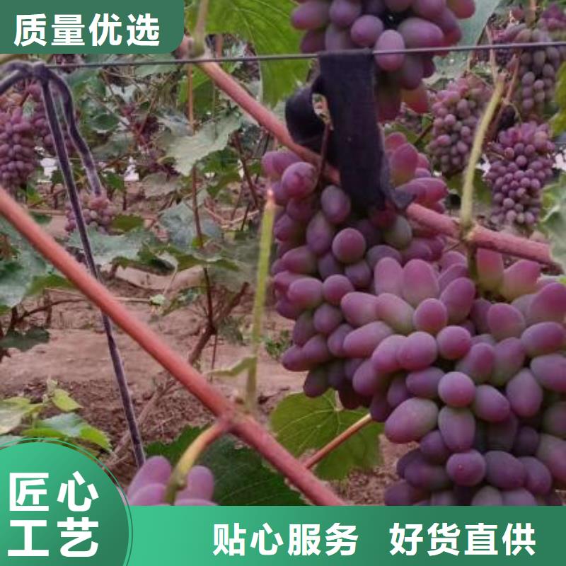 梅州中国红玫瑰葡萄苗直销价格