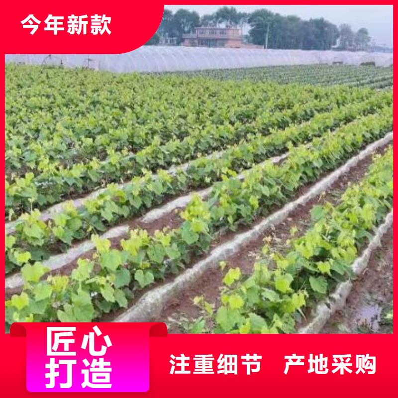 威海中国红玫瑰葡萄苗货真价实