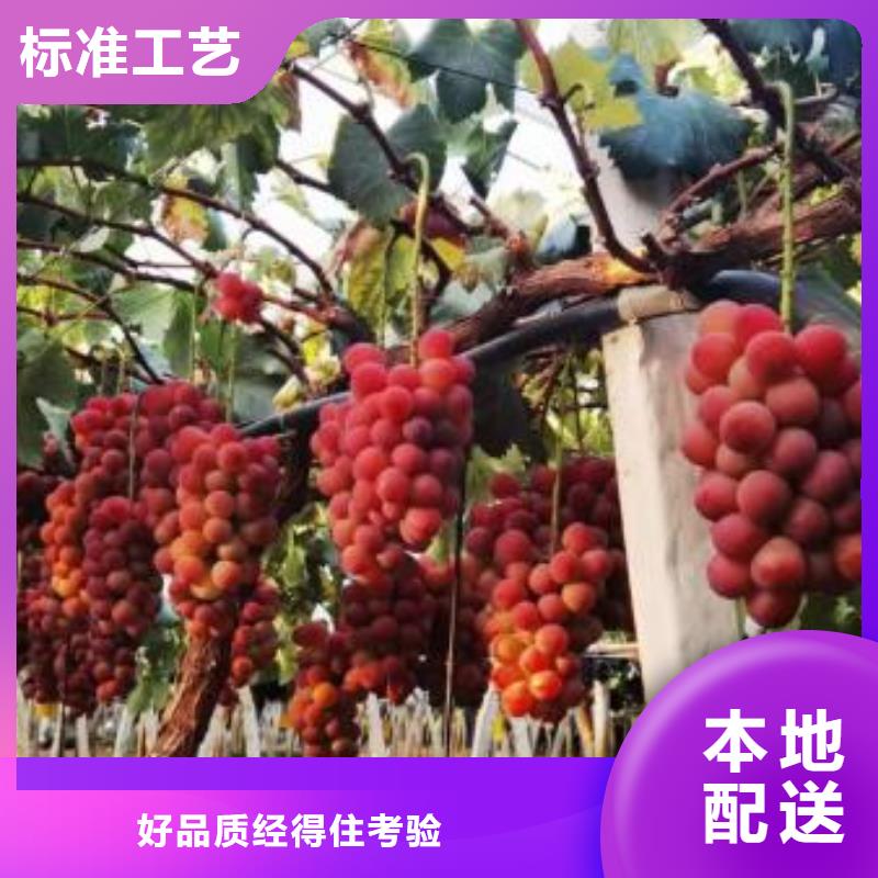 巴中中国红玫瑰葡萄苗价格优惠