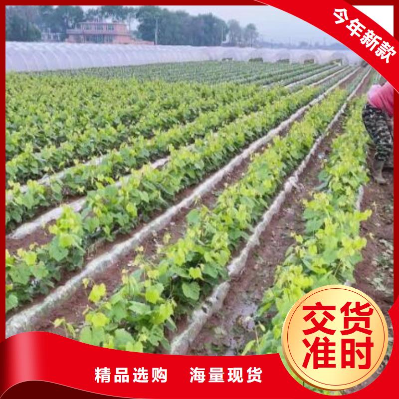 石家庄中国红玫瑰葡萄苗种植基地