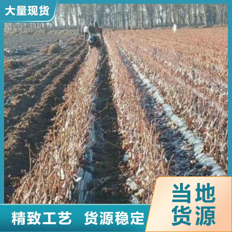 台州阳光玫瑰葡萄苗种植方法与技术