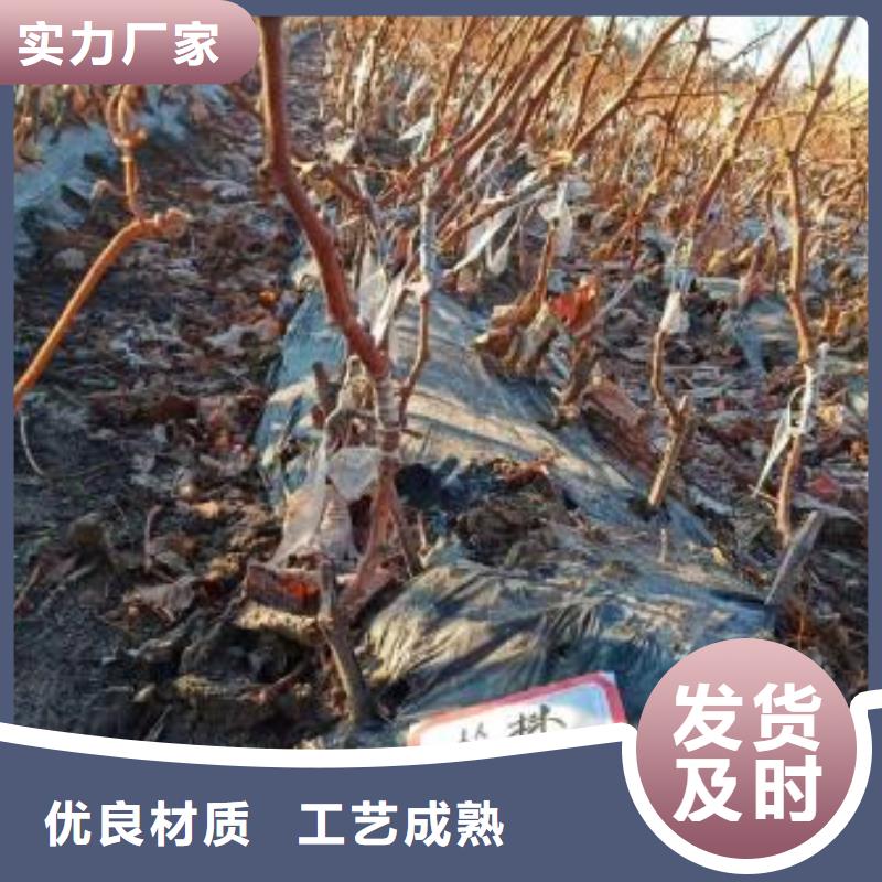 汕头中国红玫瑰葡萄苗2022新品种