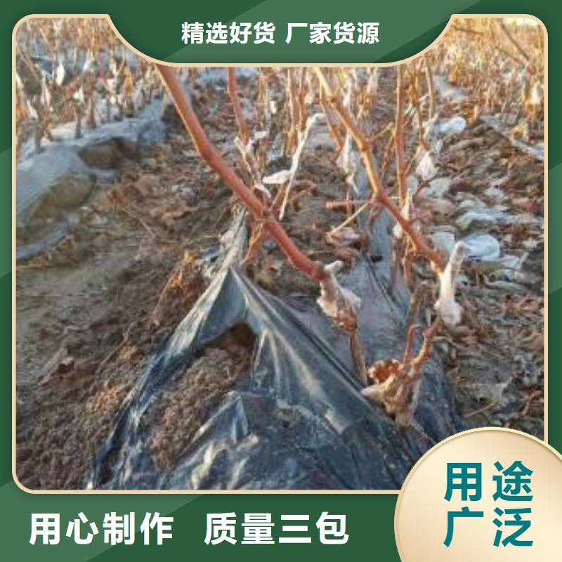 巴中中国红玫瑰葡萄苗免费咨询
