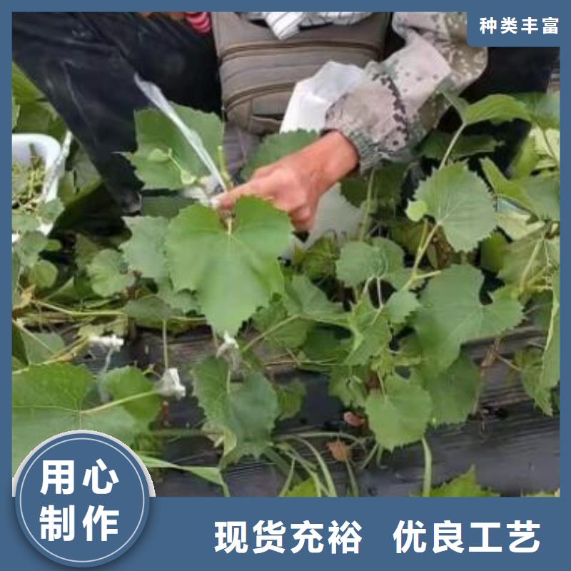 台州巨茉莉葡萄苗种植基地
