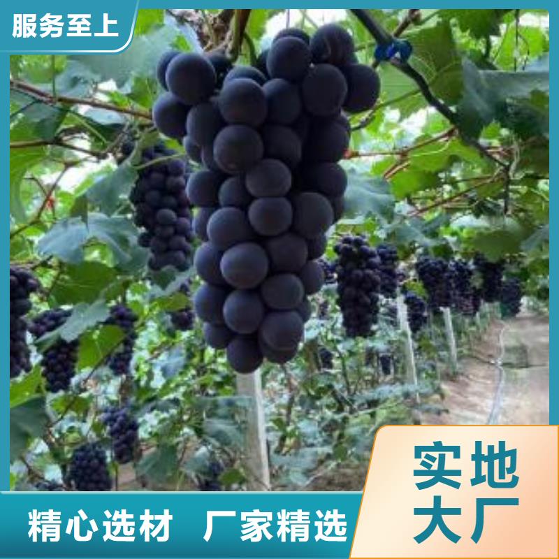 鹤壁中国红玫瑰葡萄苗品质保证