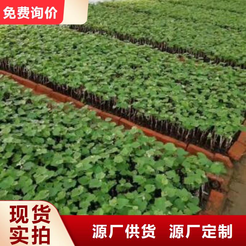 鹤壁中国红玫瑰葡萄苗欢迎电询