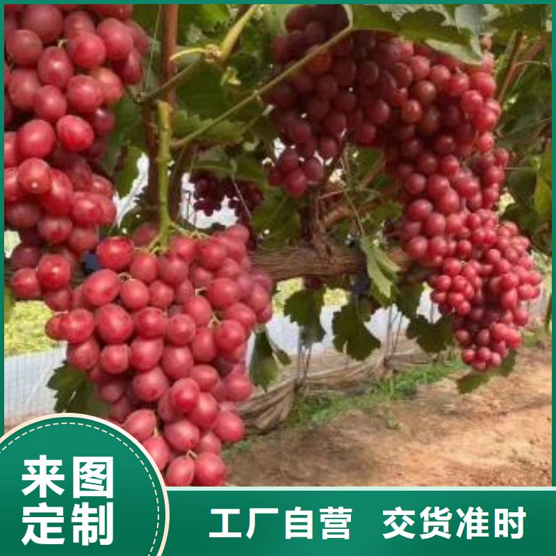 内江中国红玫瑰葡萄苗量大从优