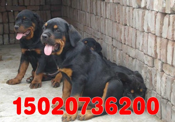 比较便宜的宠物犬种 pp18452_1.gif