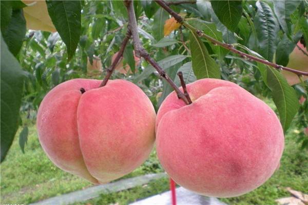 如何挑选优质水蜜桃 118_32.jpg