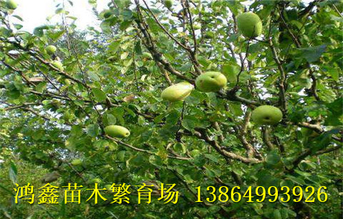 白银皱皮木瓜苗价格多少