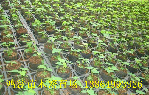 南充新品皱皮木瓜苗|光皮木瓜苗|诚互利