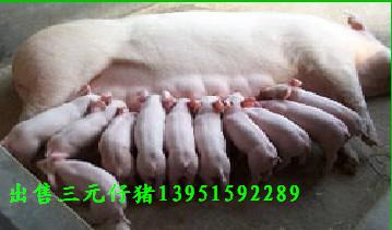 20110502101015555.jpg