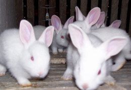 20110513044958104.jpg